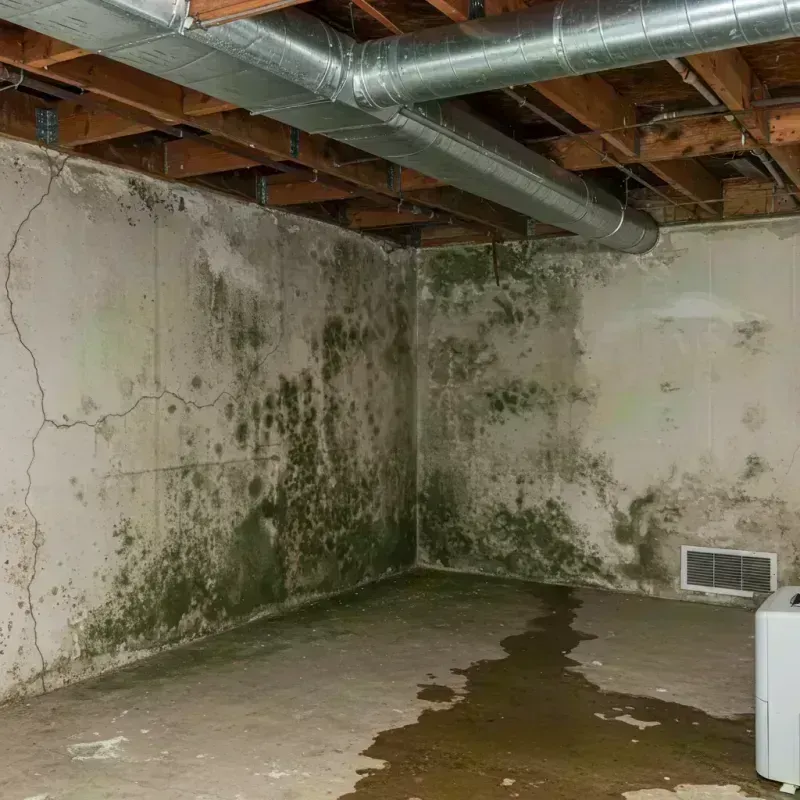 Professional Mold Removal in Oak Park, IL